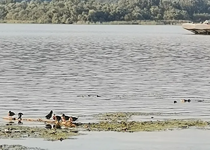 Апартаменты Pinkum Велико-Градиште